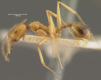Media type: image; Entomology 30876   Aspect: habitus lateral view